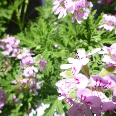 Resbithas Lägenhetshotell 3*