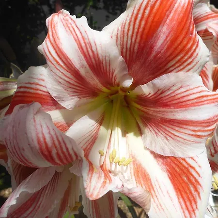 Resbithas Gythio