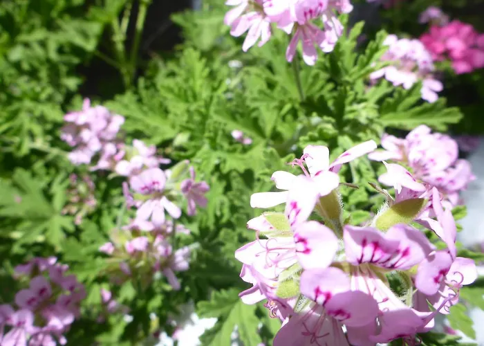 Resbithas Aparthotel 3*