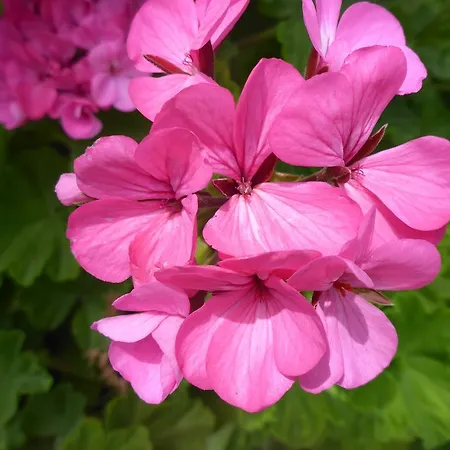 Resbithas 3* غيتيو