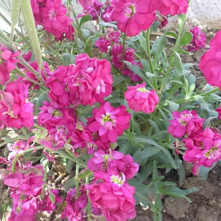 شقة فندقية Resbithas 3*