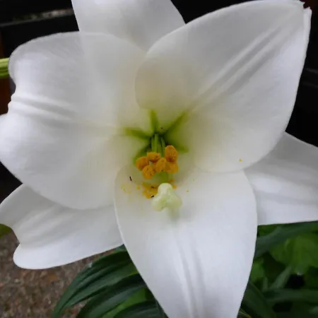 Resbithas Hotel apartamentowy 3*