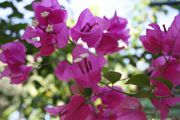 公寓式酒店 Resbithas 伊西翁