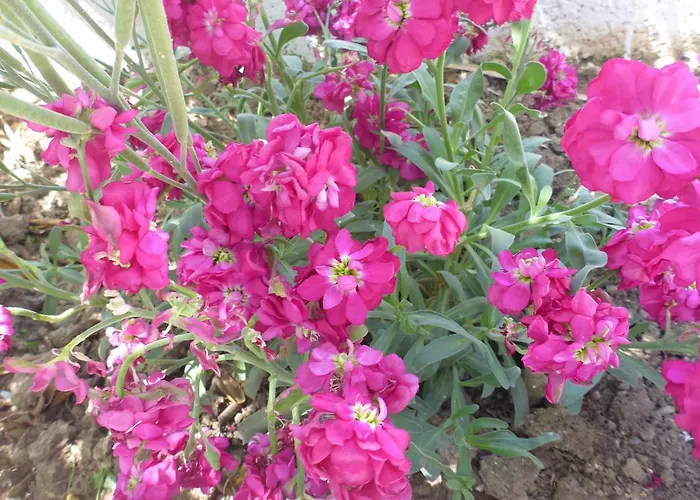 公寓式酒店 Resbithas 3*